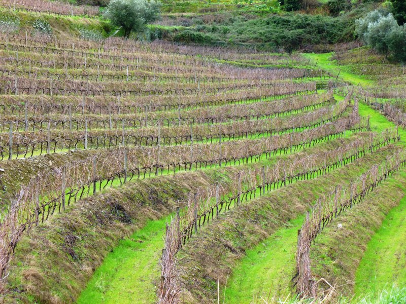 ST - LAMEGO